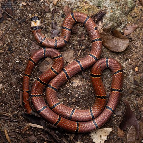 香港眼鏡蛇|辨認蛇類 — HongKongSnakeID.com